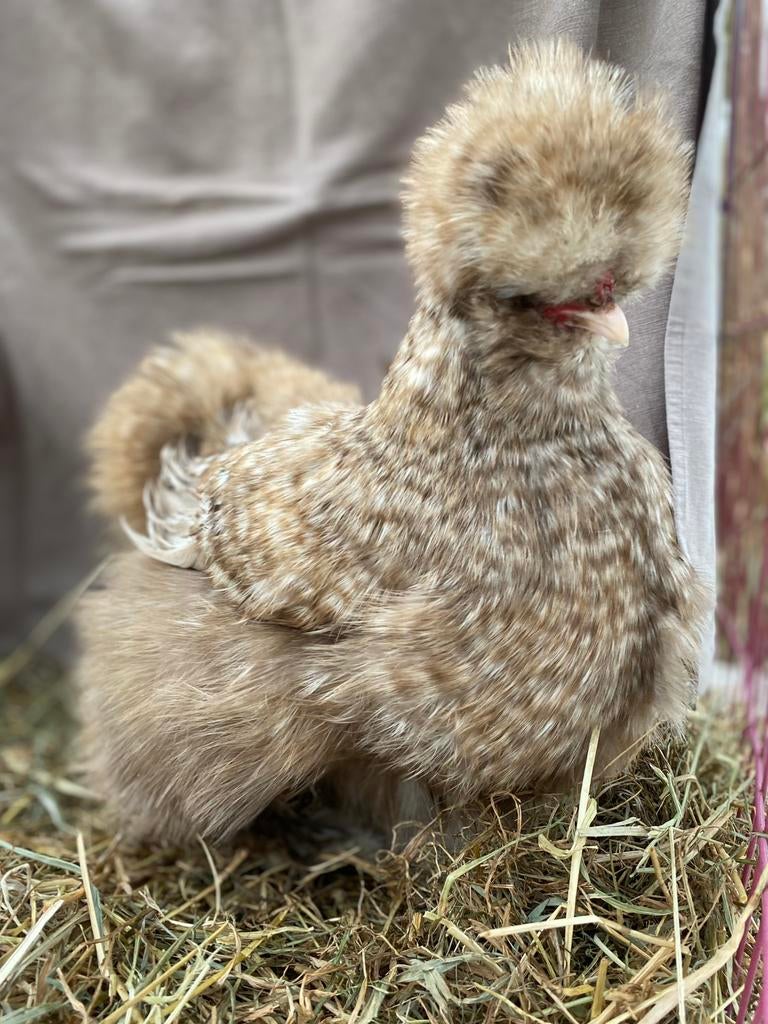 USA zijdehoen hennen, Dieren en Toebehoren, Pluimvee, Vrouwelijk, Kip