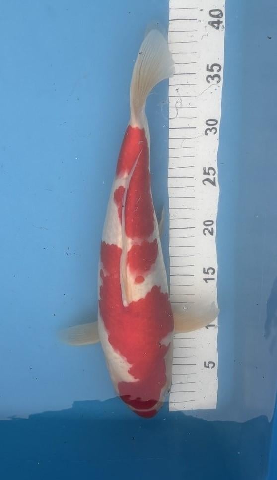 Kohaku Dainichi, Dieren en Toebehoren