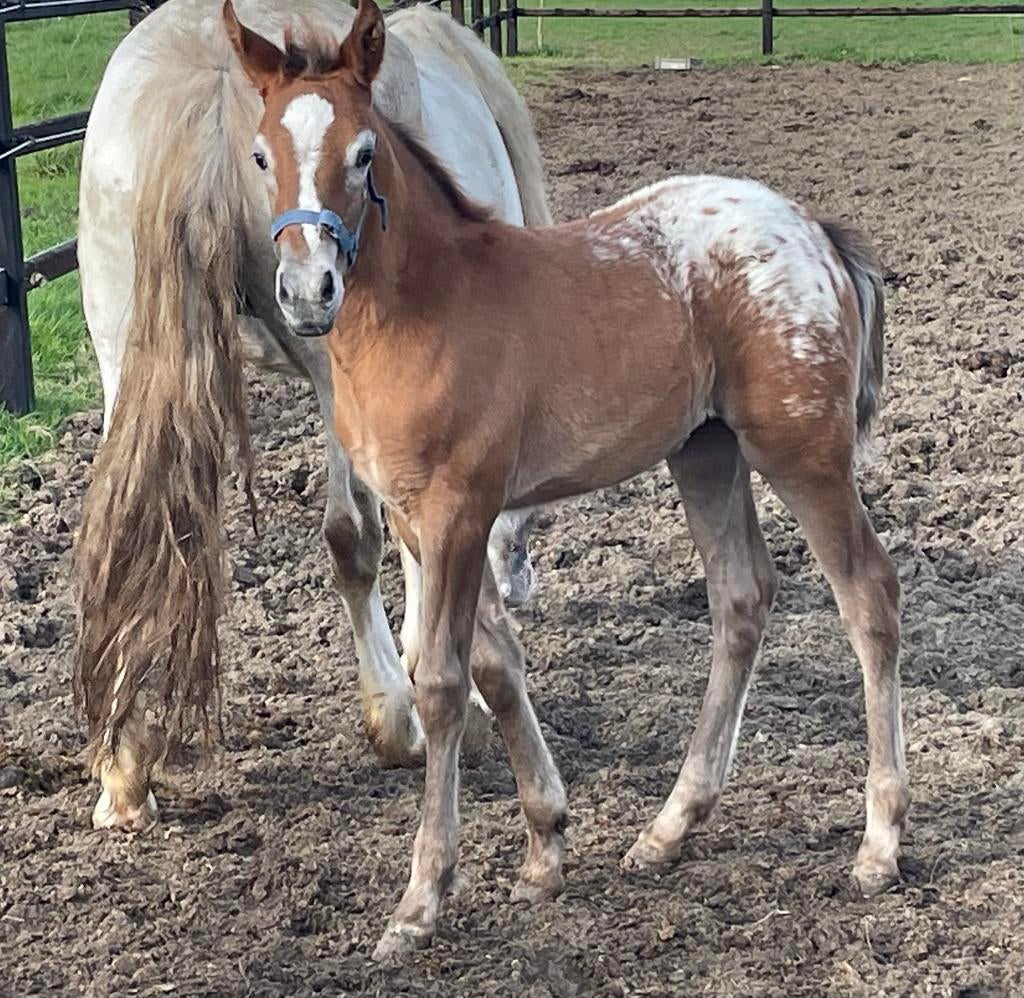 Appaloosa merrieveulen
