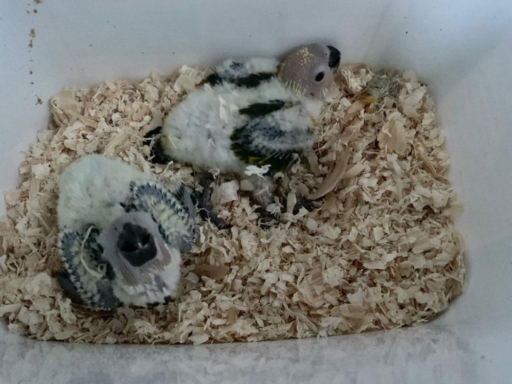 Zonparkieten voor handopfok, Dieren en Toebehoren, Tam