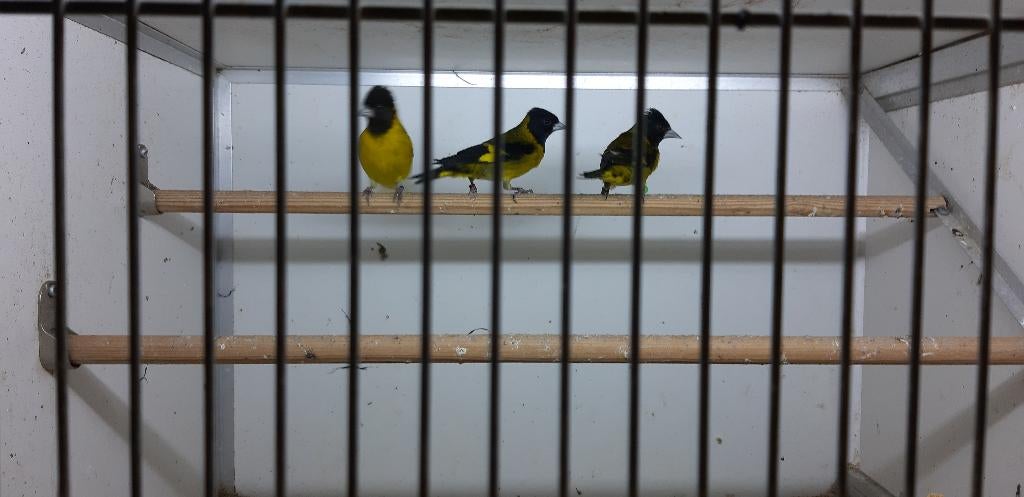 POUPÉES TARIN À POITRINE NOIRE, Animaux & Accessoires, Femelle, Oiseau chanteur sauvage, Domestique