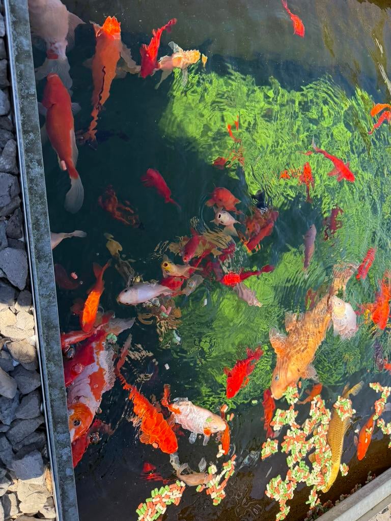 Pêche en étang, Animaux & Accessoires