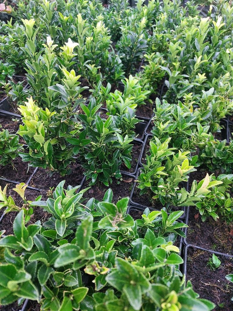 Euonymus green spire/ paloma blanca, Ophalen, Buxus, Haag, Minder dan 100 cm