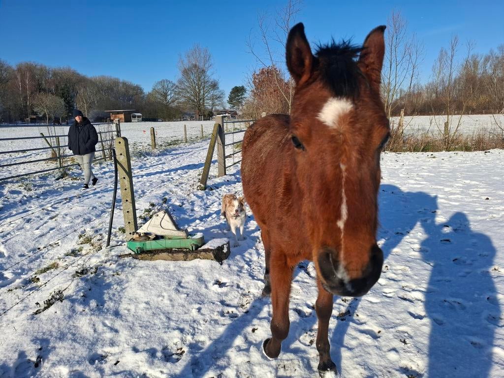Cheval arabe de sang pur