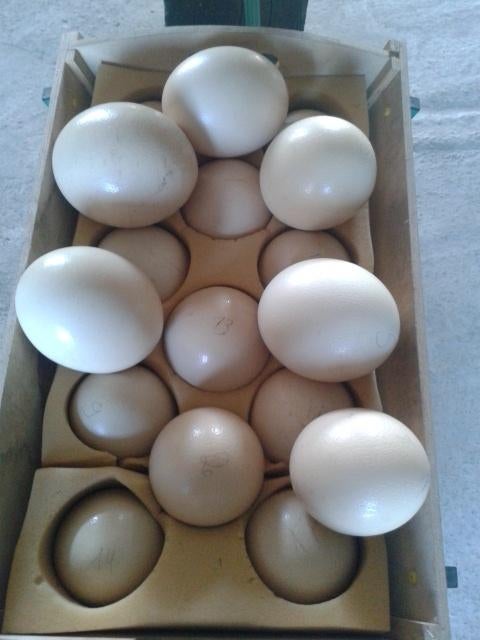 uitgeblazen struisvogeleieren voor decoratie, Ophalen