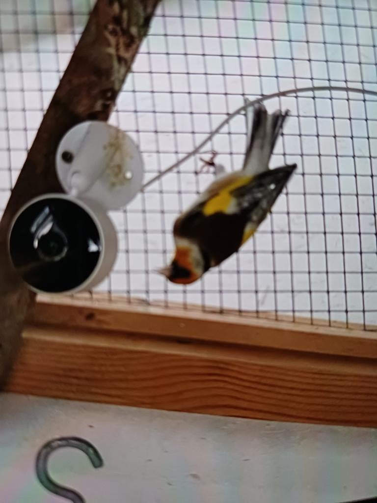 Chardonneret à céder, Mâle