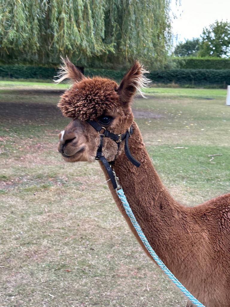 ÉTALON EN ALPAGA, Animaux & Accessoires, Animaux Autre, Septembre, Mâle