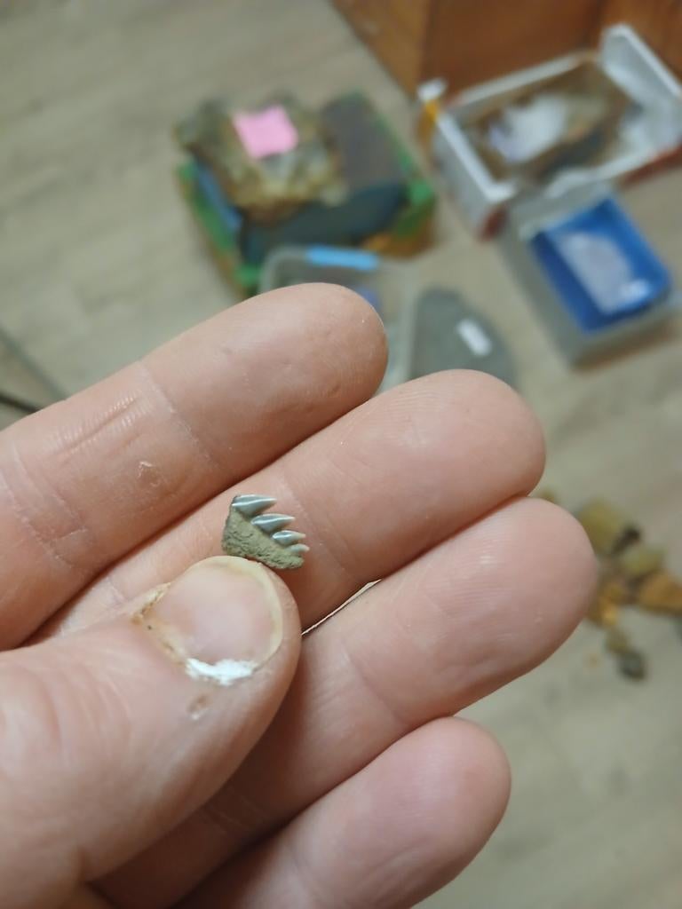 Notorynchus haaientand, Ophalen of Verzenden