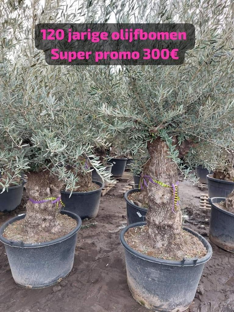 Olijfbomen promo 300€, Tuin en Terras, Ophalen of Verzenden