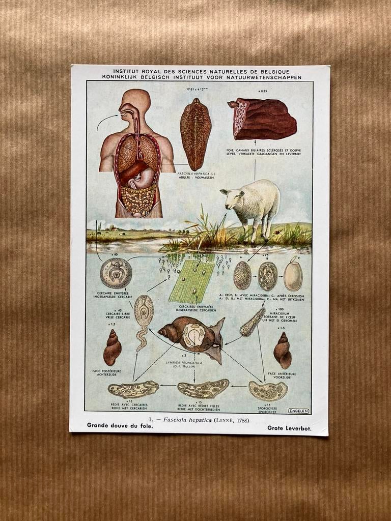 Parasitaire Wormen Van De Mens Nr. 1 Grote Leverbot, Ophalen of Verzenden