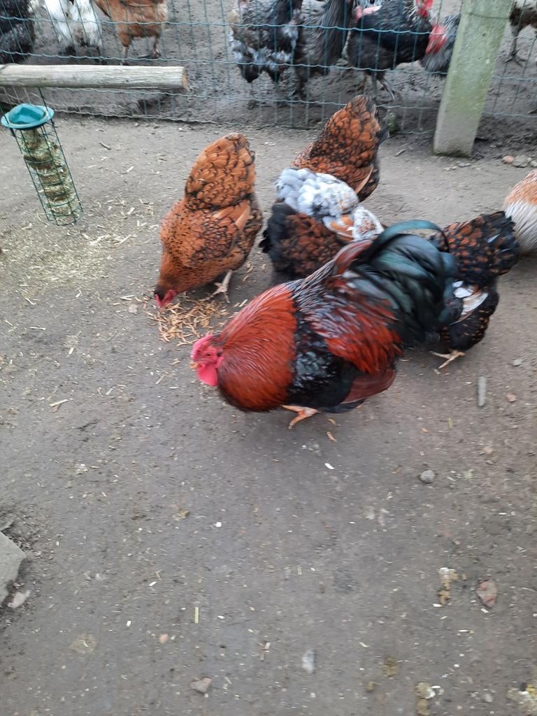 Broedeieren wyandotte goud-zwart gezoomd kriel, Dieren en Toebehoren, Pluimvee