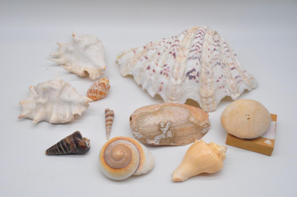 Collection de coquillages, Enlèvement ou Envoi, Coquillage(s)