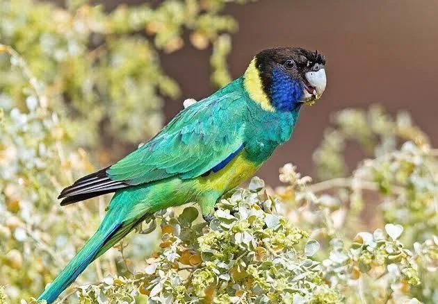 Koppel port lincoln, Dieren en Toebehoren, Meerdere dieren, Geringd