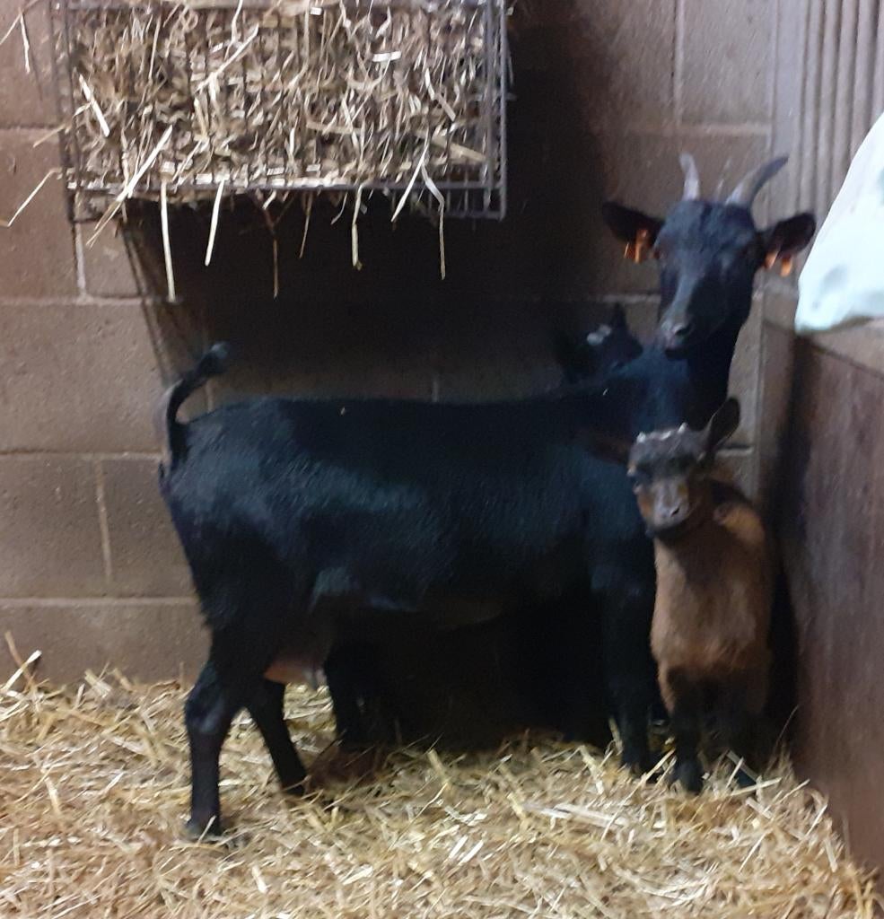 Dwerggeiten, Dieren en Toebehoren, Schapen, Geiten en Varkens, Meerdere dieren, Geit, 0 tot 2 jaar