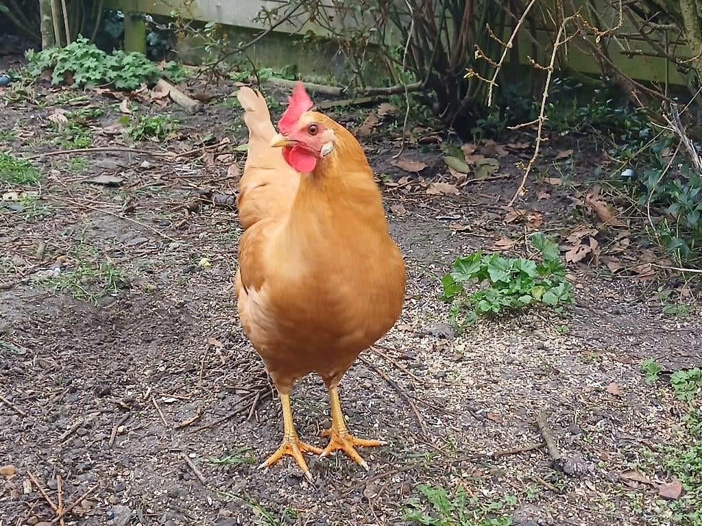 Buff leghorn hen, Dieren en Toebehoren, Pluimvee, Vrouwelijk, Kip