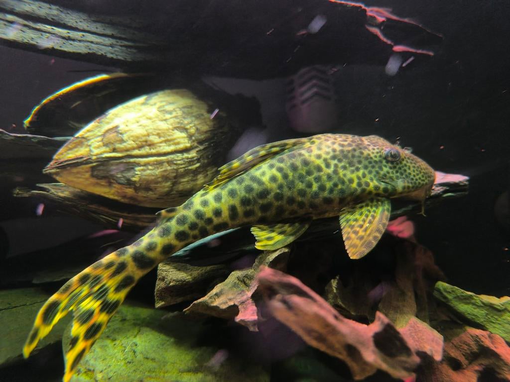 Peckoltia sabaji L75, Dieren en Toebehoren