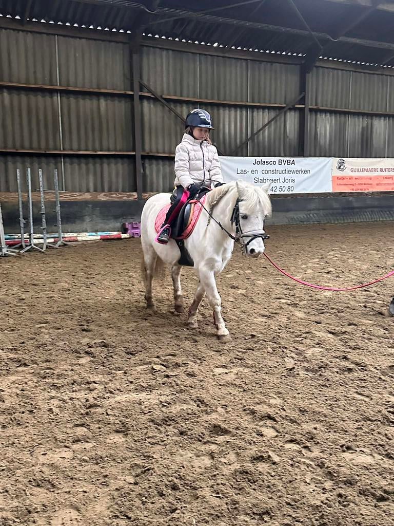 Lieve pony, Dieren en Toebehoren, Paarden, Merrie, Minder dan 160 cm, Met stamboom, Zadelmak