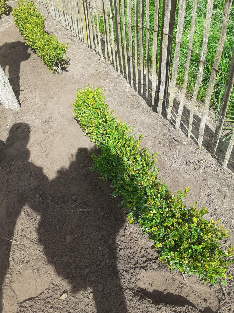 Buxusplantjes, Tuin en Terras, Gras en Kunstgras, Ophalen