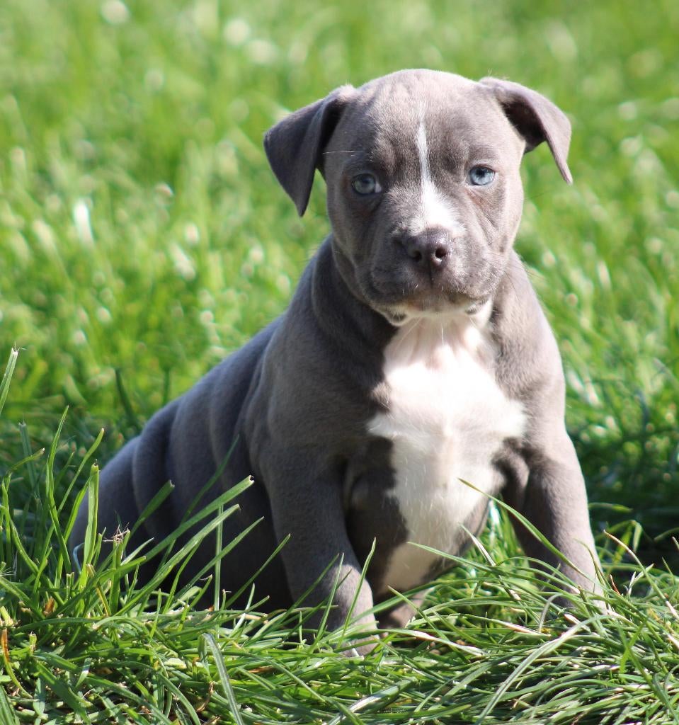 Chiots Stafford américains, American Staffordshire Terrier, Chienne, Belgique, Plusieurs