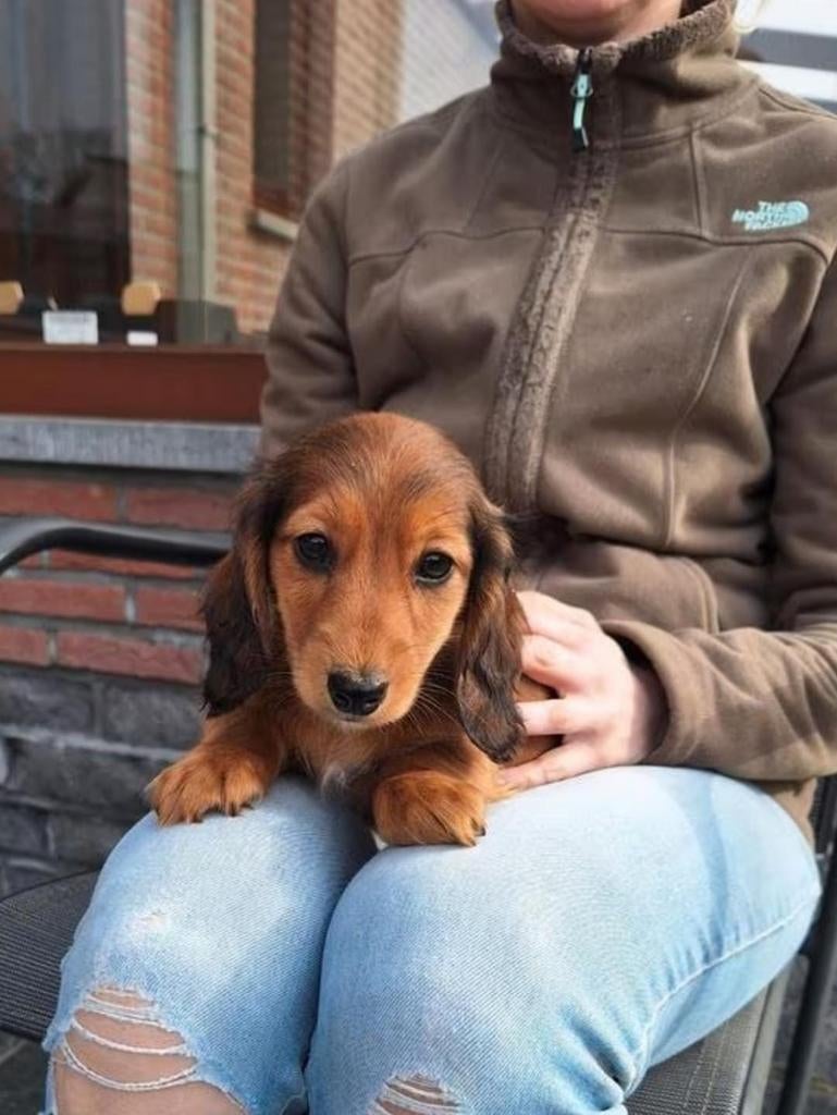 Langharige dwergteckel pups, Dieren en Toebehoren, Honden | Teckels en Dashonden, Parvo, België, 8 tot 15 weken, Dwerg