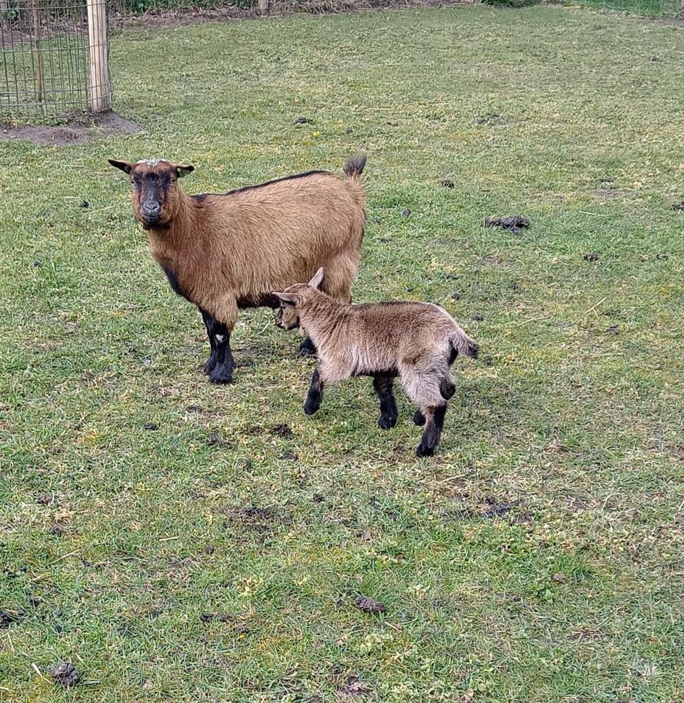 Hoornloos dwerggeitje met bokje lam, ook hoornloos, Dieren en Toebehoren, Schapen, Geiten en Varkens
