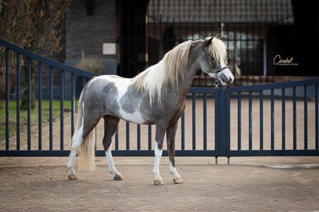 AMHA/NMPRS hengst ter dekking, Animaux & Accessoires, Chevaux, Étalon