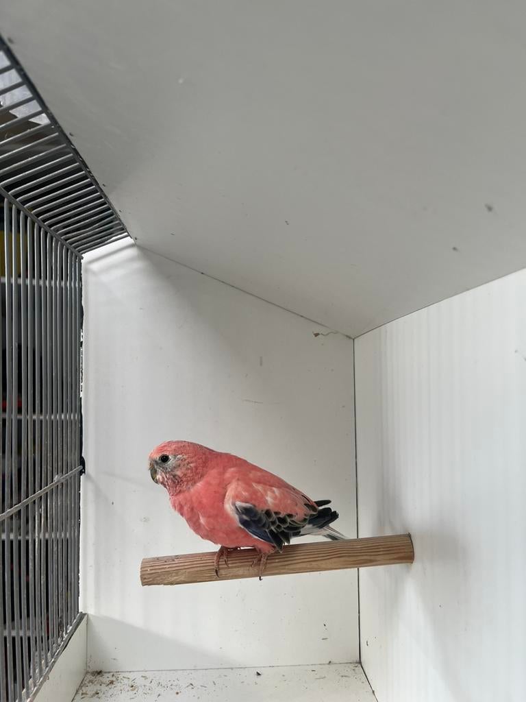 Opaline bourkes, Dieren en Toebehoren, Vogels | Parkieten en Papegaaien, Mannelijk, Geringd