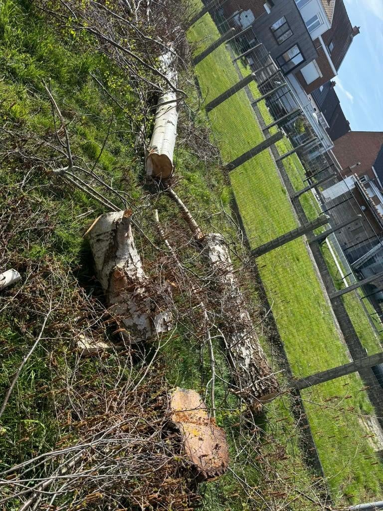 Brandhout, Tuin en Terras, 6 m³ of meer, Ophalen, Overige houtsoorten