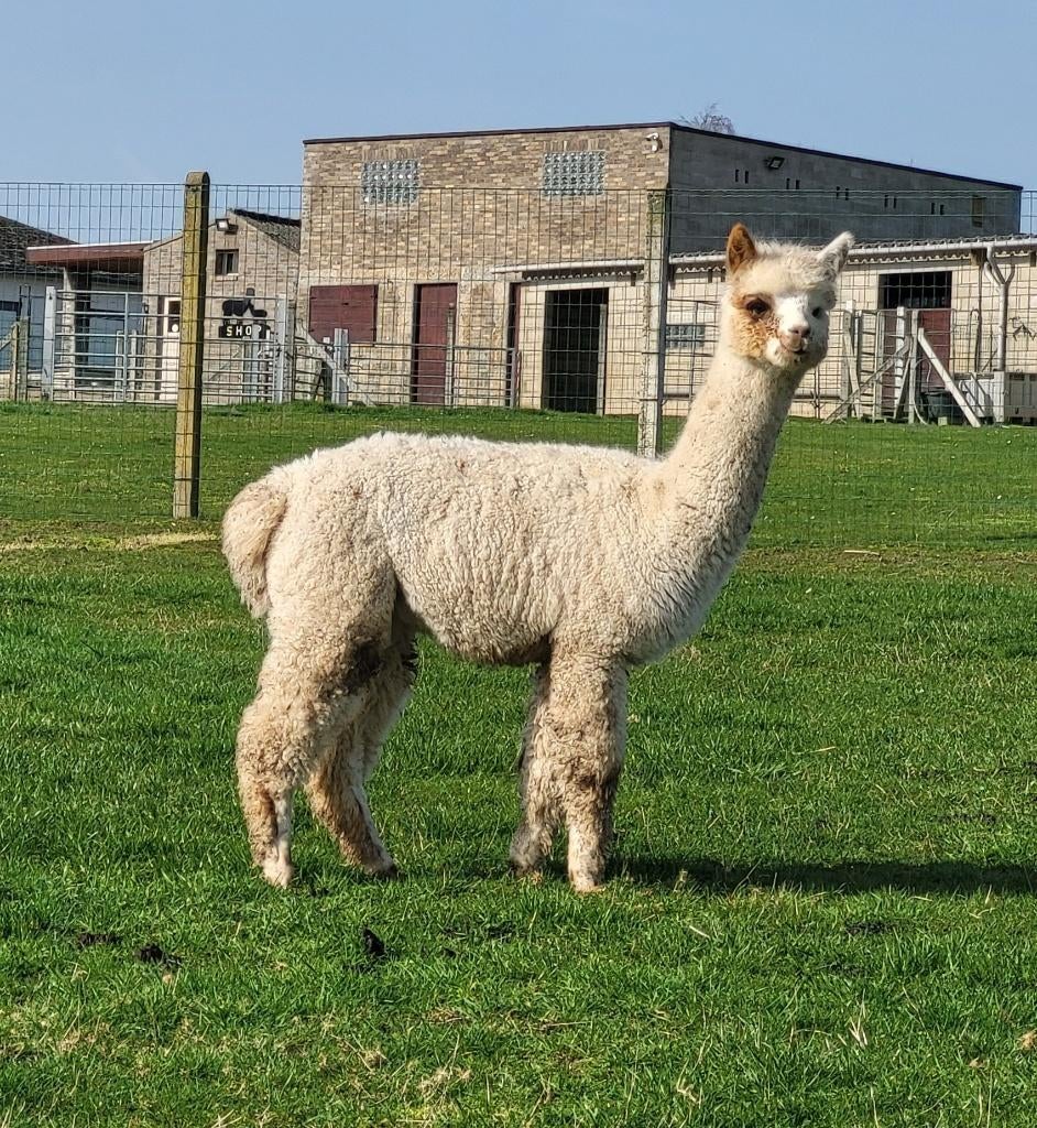 Leuk appaloosa merrietje, Dieren en Toebehoren, Juni, Vrouwelijk