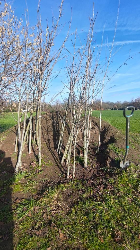 Bomen en struiken te koop., Ophalen, In pot