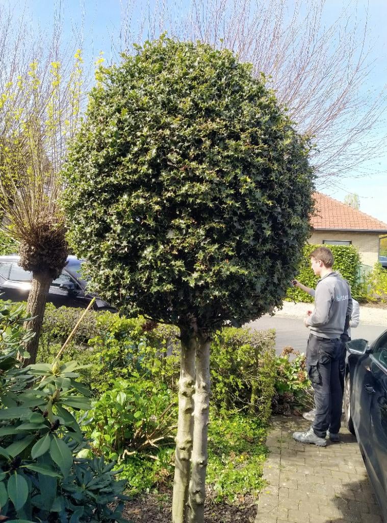 Wintergroene meerstammige hulst mooie kroon, Tuin en Terras, Planten | Bomen, Bolboom, 250 tot 400 cm, Ophalen