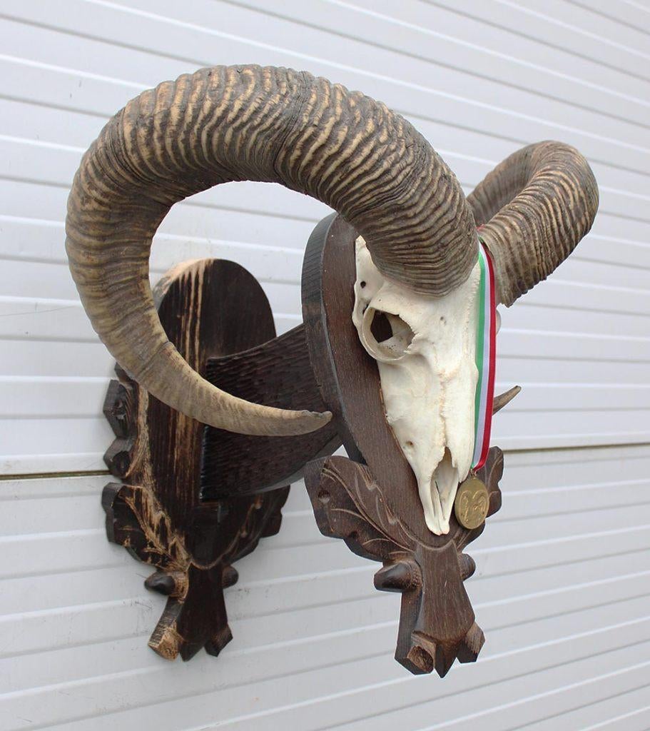Schedel Hongaarse MOEFLON RAM op dubbel houten schild, Ophalen of Verzenden, Gebruikt, Wild dier, Schedel