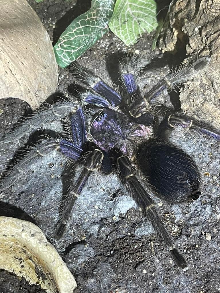 Phormictopus sp. Dominican Purple 8cm (vogelspin), Spin of Schorpioen