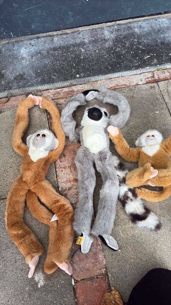 singes, Enlèvement ou Envoi, Comme neuf