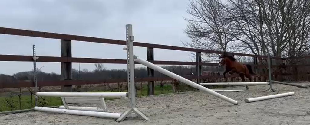 3 jarige Welsh merrie te koop, Dieren en Toebehoren, Pony's, Merrie, Zadelmak, Met stamboom, 3 tot 6 jaar