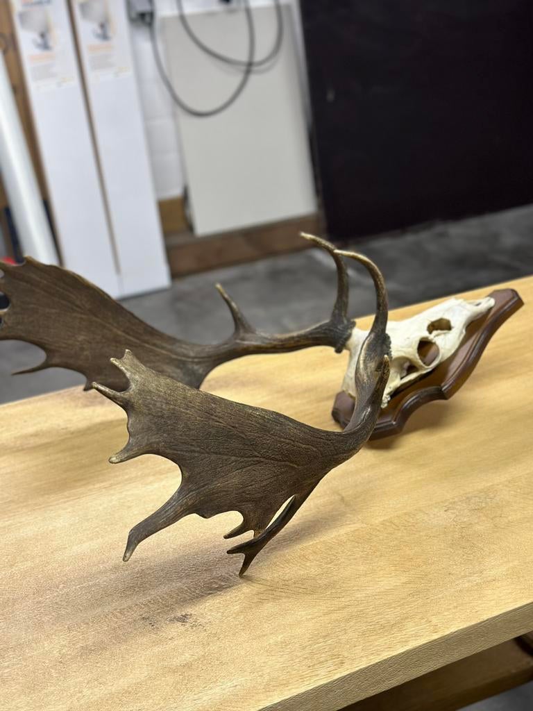 Schedel gewei damhert groot, Ophalen