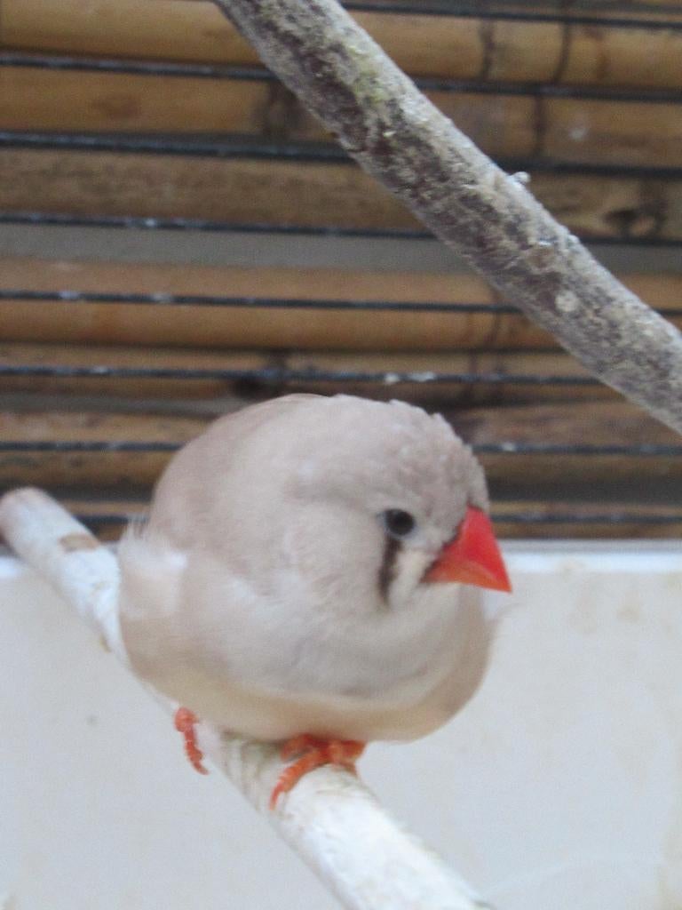 pinsons zèbres recherchés, Enlèvement