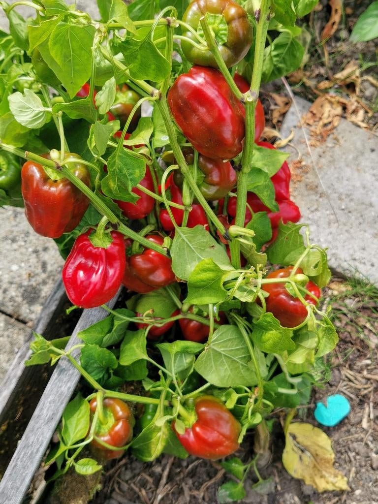 paprika Popti - 5 zaden, Tuin en Terras, Verzenden, Voorjaar, Volle zon, Zaad