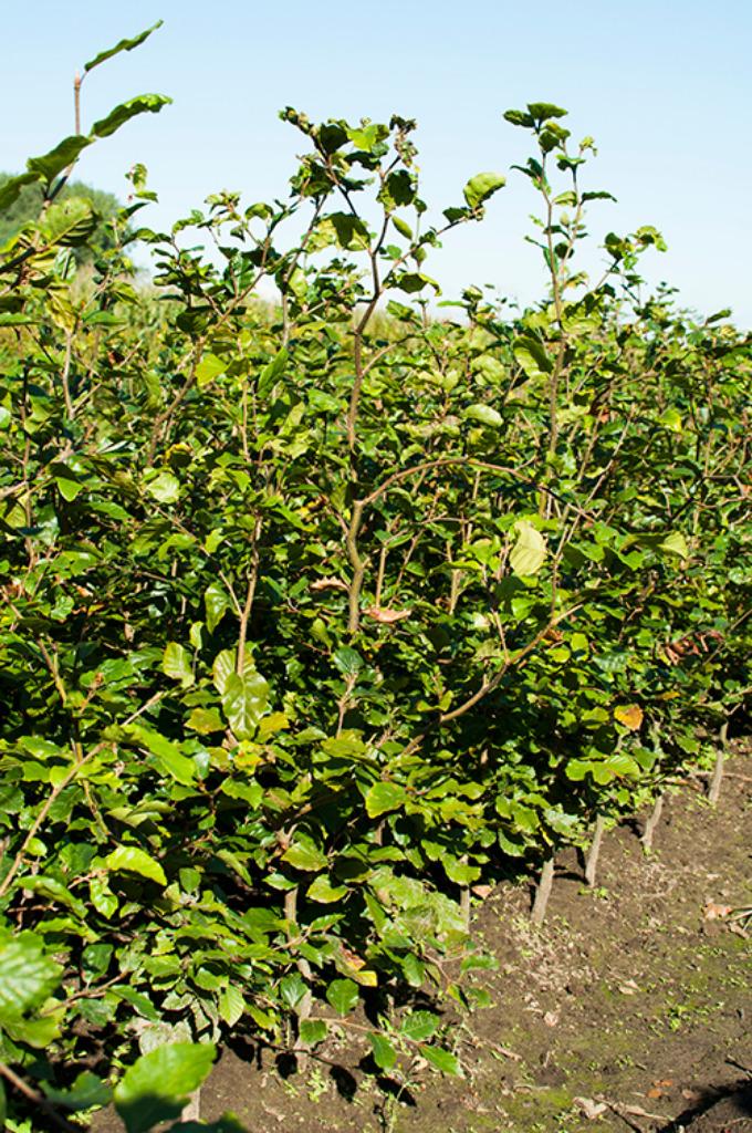 Groene beuk, beukenhaag, haagplanten, Fagus sylvatica, Tuin en Terras, Planten | Struiken en Hagen, Ophalen, Beukenhaag, Haag