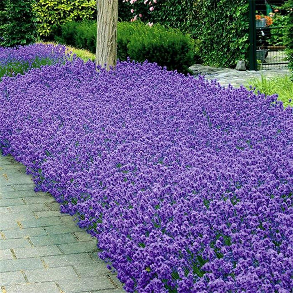 Lavendel augustifolia muntstead, Tuin en Terras, Planten | Tuinplanten, Ophalen, Vaste plant, Bodembedekkers, Volle zon