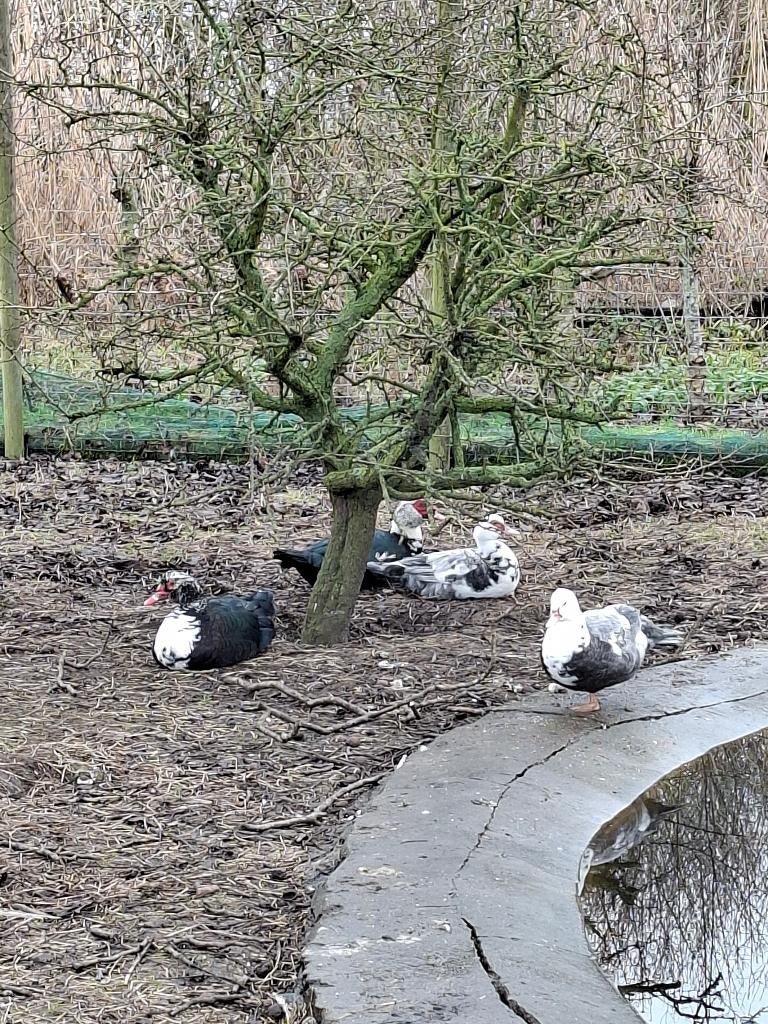 barberie eend, Canard