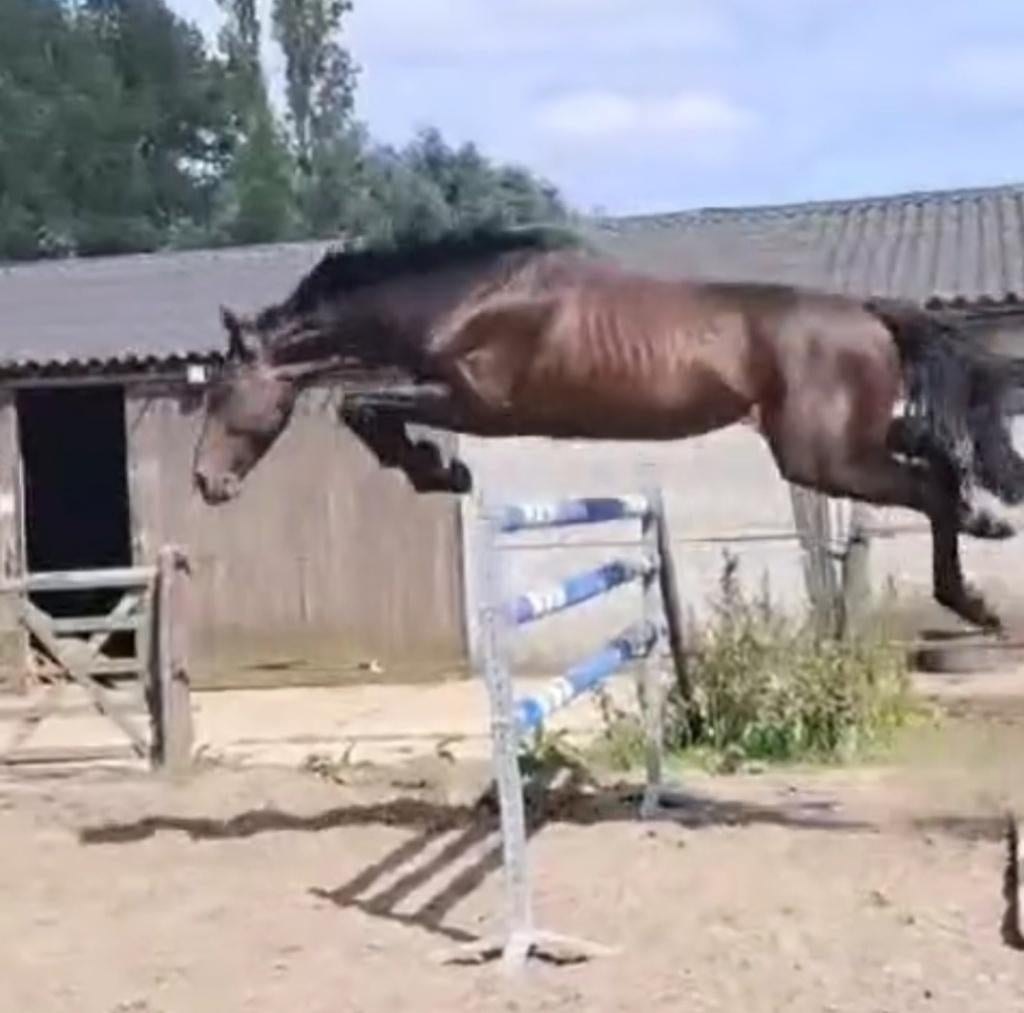 Paarden te koop, M, Plusieurs animaux, Avec pedigree, Cheval de saut