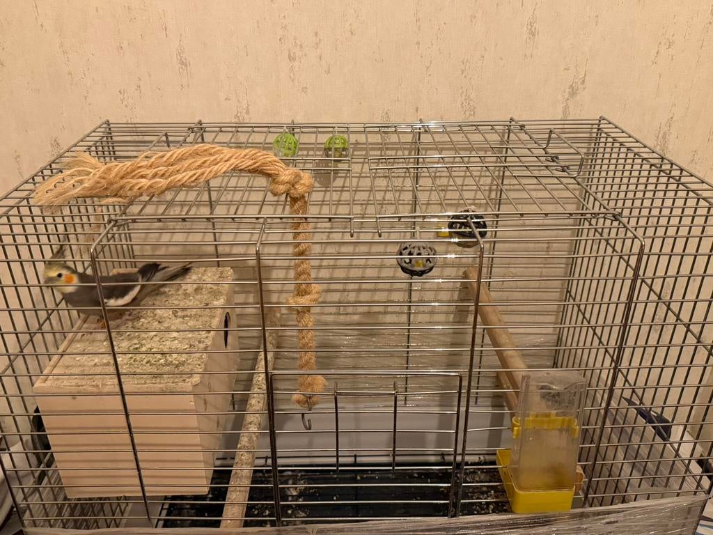 Te koop: 2 valkparkieten (cockatiels) + grote kooi, Dieren en Toebehoren, Ophalen, Zo goed als nieuw