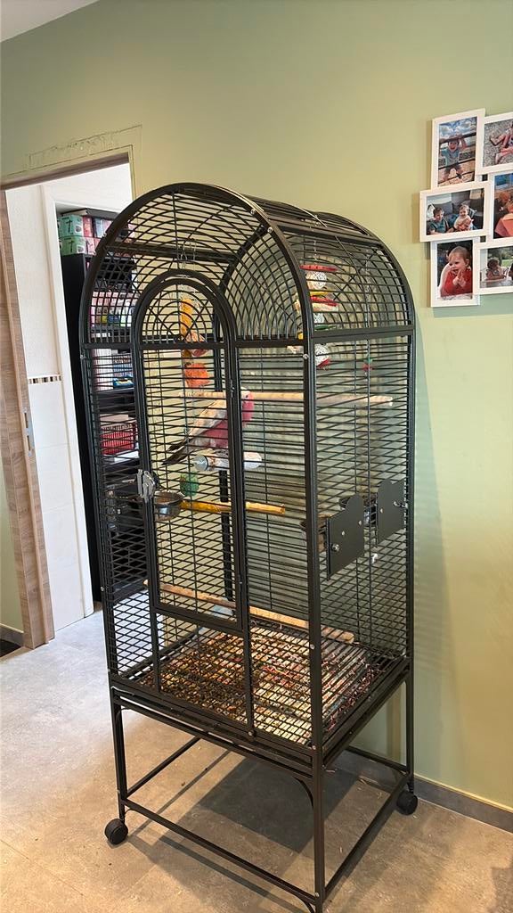 Cage a vendre avec perroquet rosalbin, Enlèvement, Neuf