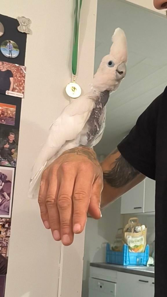 Ducorps kaketoe, Dieren en Toebehoren, Vogels | Parkieten en Papegaaien