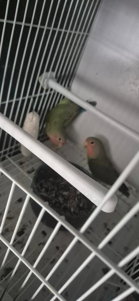 Roseicollies Agaponis, Sexe inconnu, Perroquet, Domestique