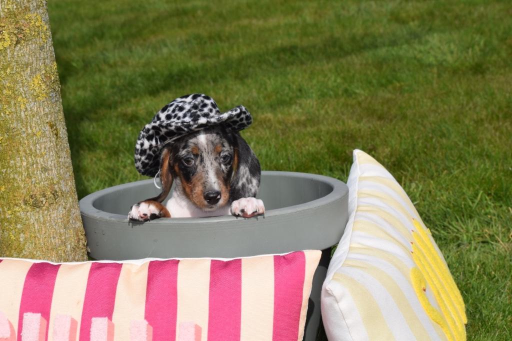 Chiots teckel de belles couleurs 🐾💛, Poils courts, Hépatite contagieuse (maladie de Rubarth), Plusieurs, Nain