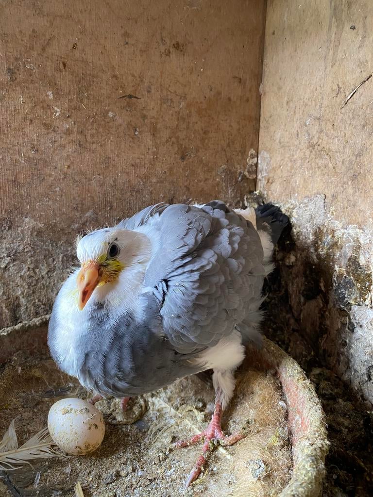 Jansens jong 2026, Dieren en Toebehoren, Vogels | Duiven, Mannelijk, Postduif