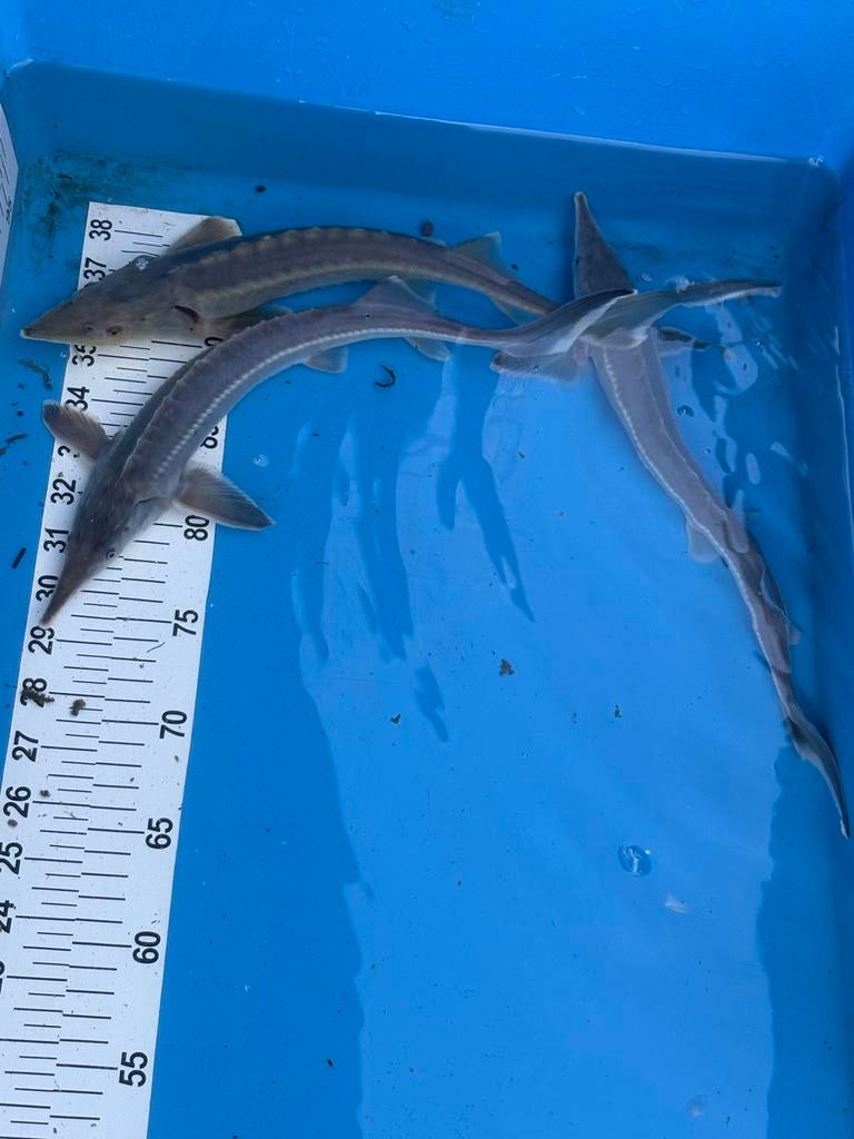 Diverse koi en steur te koop, Esturgeon