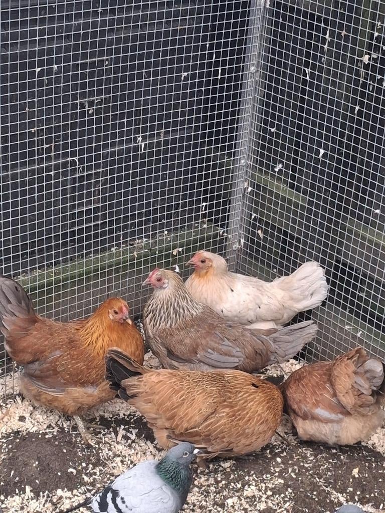 Jonge hennen, Femelle, Poule ou poulet